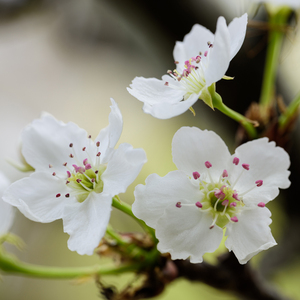 东北肥熟吞精对白
